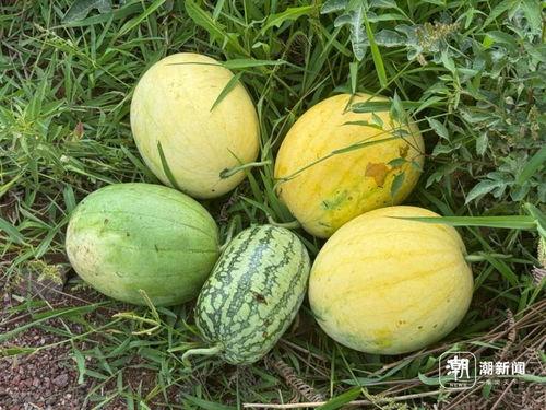 上太空吃瓜,揭秘宇航员太空吃瓜趣事