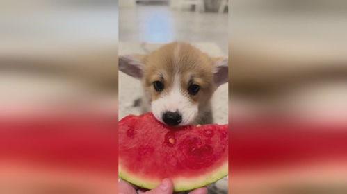 吃瓜狗模版,吃瓜狗带你领略明星们的幕后故事