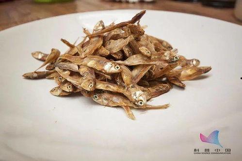 粘滞鱼干吃瓜视频,揭秘网络热梗背后的趣味与思考