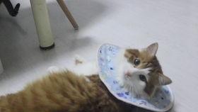 猫吃伊丽莎白瓜,揭秘猫对伊丽莎白瓜的喜爱之谜