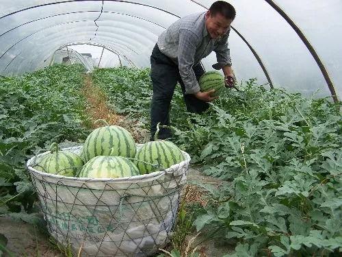 你喜欢吃脆瓜还是沙瓜,脆瓜与沙瓜的味蕾对决