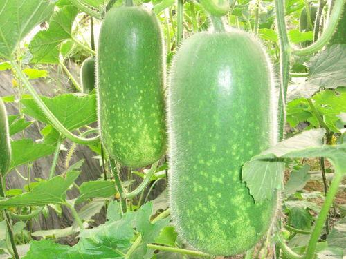 真实还原吃瓜图片高清,高清瓜图背后的真实故事