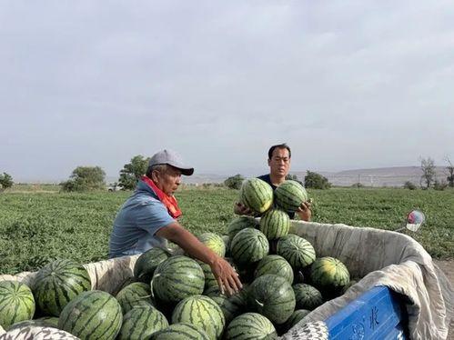 本是吃瓜季节,吃瓜群众狂欢季