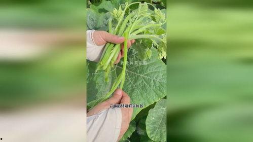 专吃瓜尖的瓜怎么种植,专吃瓜尖的瓜如何培育