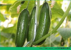 胆结石吃反瓜,揭秘反瓜与胆结石的微妙关系