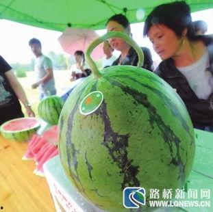 黑农垦吃瓜,揭秘瓜田里的甜蜜生活