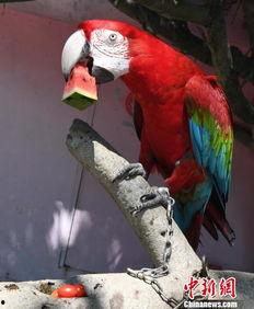 怎样防鸟吃瓜,守护丰收的秘密武器