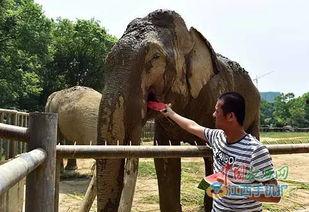 大象吃瓜最新视频