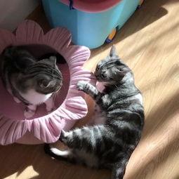 吃瓜喵多多,揭秘娱乐圈那些不为人知的幕后故事