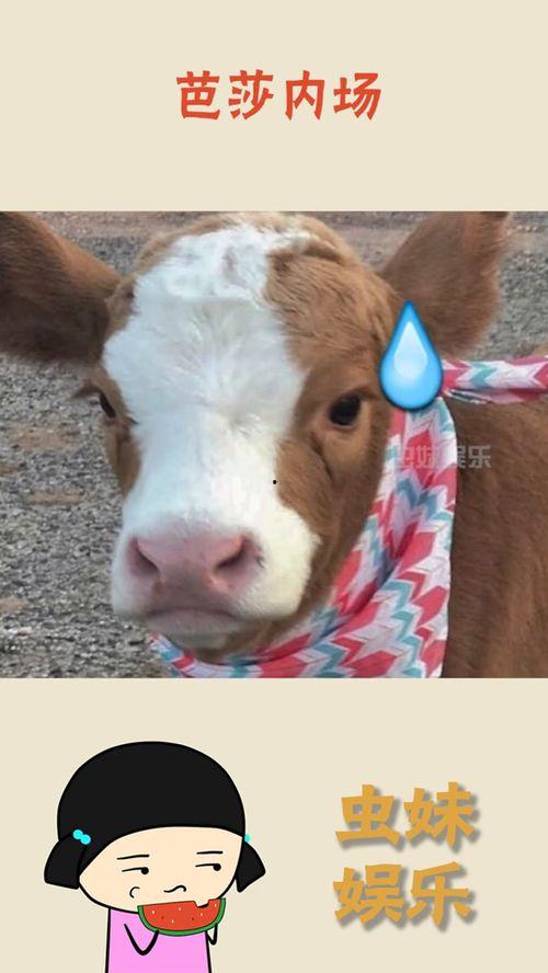 快乐吃瓜抖音入口,畅享趣味短视频盛宴！