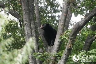熊猎吃瓜,揭秘动物界的趣味食事