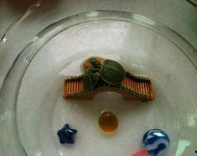 王八吃瓜吗,揭秘网络热词背后的趣味与哲理