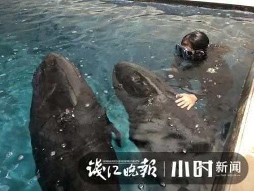 小鲸鱼吃瓜,揭秘海洋中的神秘美食之旅