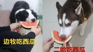 哈奇士吃瓜,哈奇士的夏日吃瓜盛宴