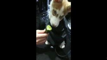 吃瓜狗游戏视频,趣味横生的游戏体验大盘点