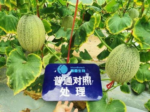 汾阳吃瓜后续有吗