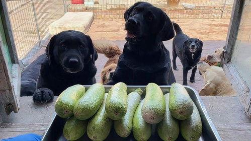 狗子吃角瓜吗,狗子对角瓜的喜爱与食用指南