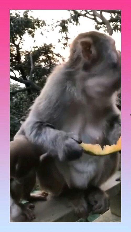 母猴子吃瓜,揭秘热带雨林中的趣味生态瞬间