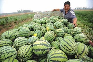 河北铺吃瓜三女,揭秘校园八卦背后的真相”