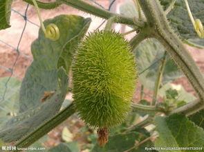 刺猬吃瓜图片大全,趣味横生的自然瞬间