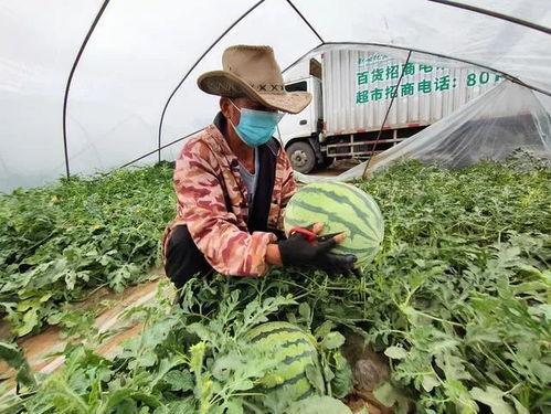 吃瓜群众享口福