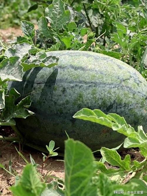 枣庄市吃瓜事件