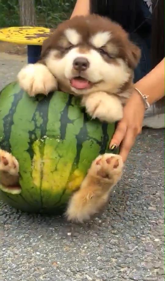 搞笑狗吃瓜,搞笑狗吃瓜，瓜皮飞满天