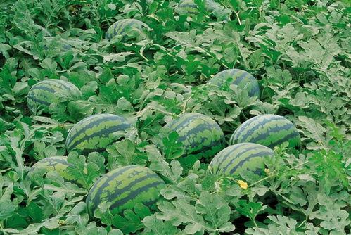 青藤吃瓜在哪里,揭秘网络热点的背后故事