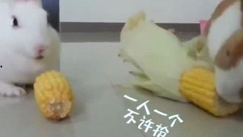 兔子吃不吃蒲瓜,兔子餐桌上的美味还是禁忌？