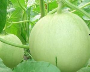 孕妇应该吃啥瓜,孕妇必吃的健康瓜类推荐