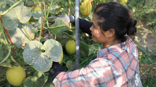 红冠蜜瓜怎么吃,甜蜜多汁，尽享夏日美味